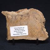 CHLORELLOPSIS sp. STROMATOLITE, Middle Eocene, USA ZCH005
