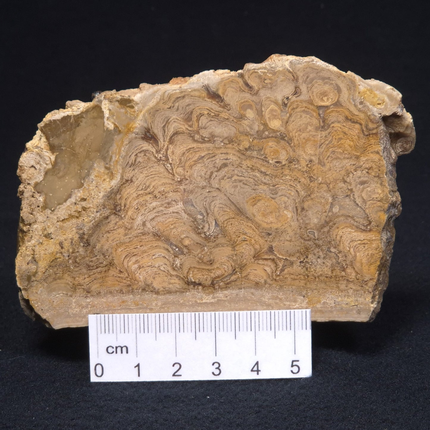 CHLORELLOPSIS sp. STROMATOLITE, Middle Eocene, Australia ZCH007