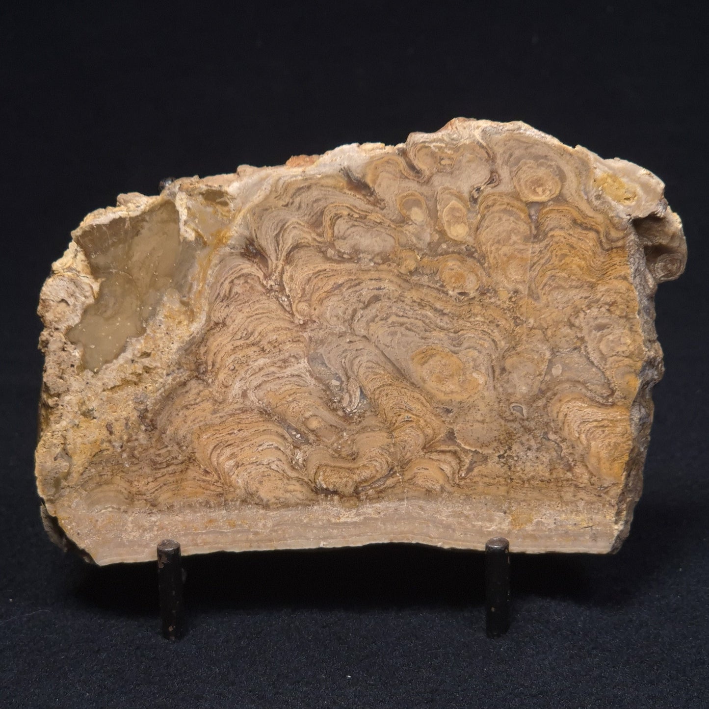 CHLORELLOPSIS sp. STROMATOLITE, Middle Eocene, Australia ZCH007