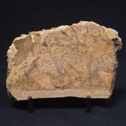 CHLORELLOPSIS sp. STROMATOLITE, Middle Eocene, Australia ZCH007