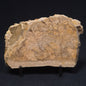 CHLORELLOPSIS sp. STROMATOLITE, Middle Eocene, Australia ZCH007