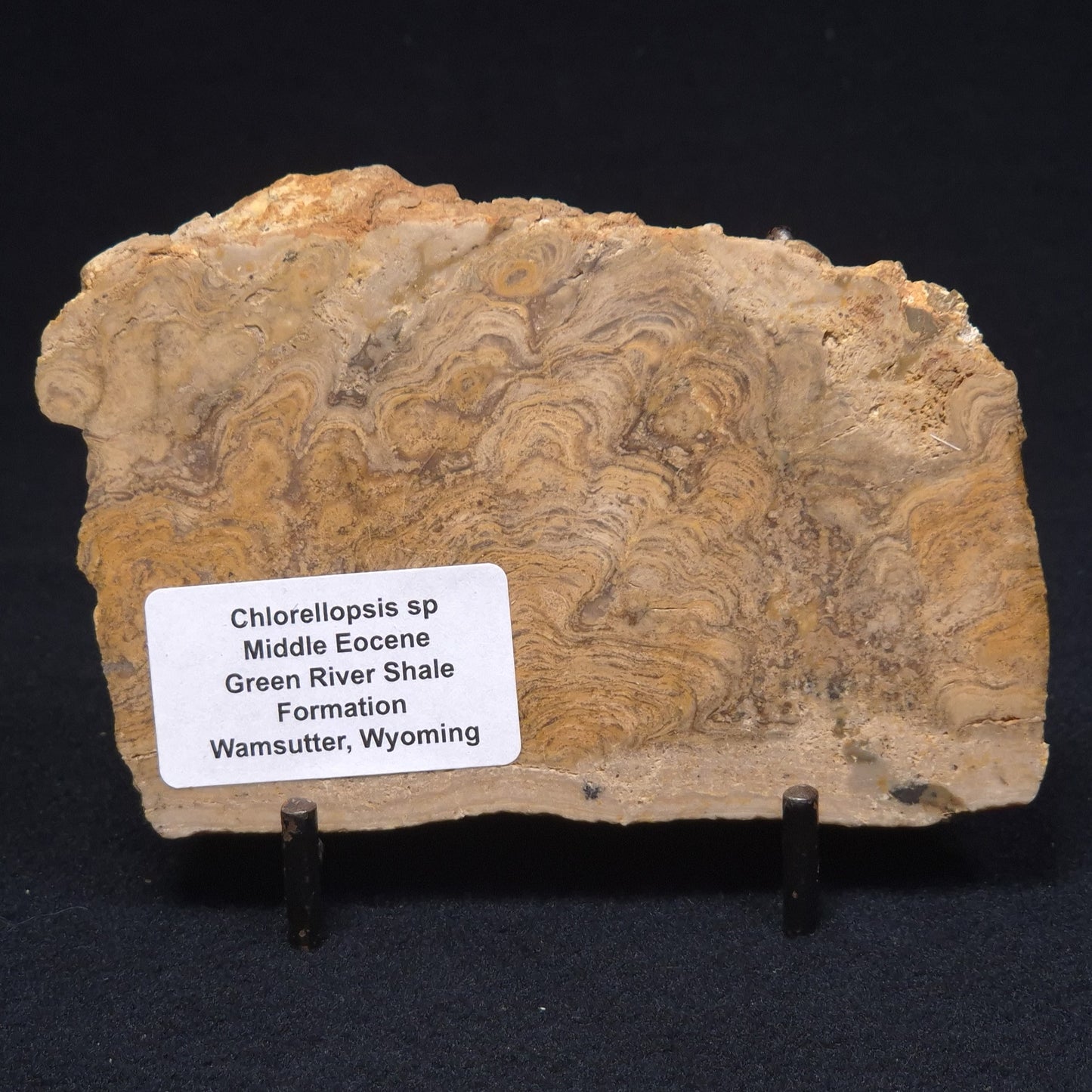 CHLORELLOPSIS sp. STROMATOLITE, Middle Eocene, Australia ZCH007
