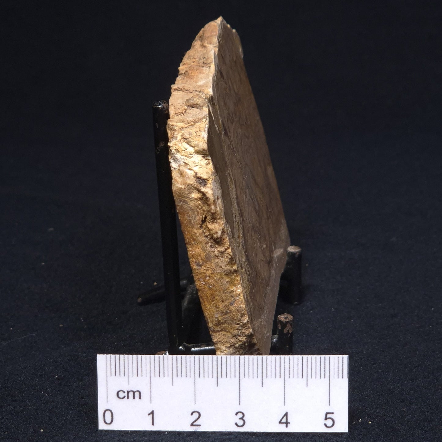 CHLORELLOPSIS sp. STROMATOLITE, Middle Eocene, Australia ZCH007