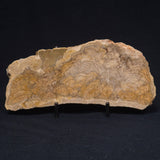 CHLORELLOPSIS sp. STROMATOLITE, Middle Eocene, USA ZCH009