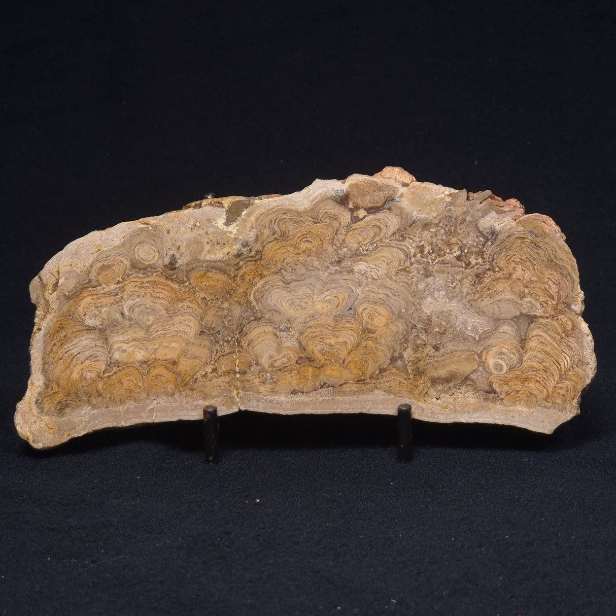 CHLORELLOPSIS sp. STROMATOLITE, Middle Eocene, USA ZCH010
