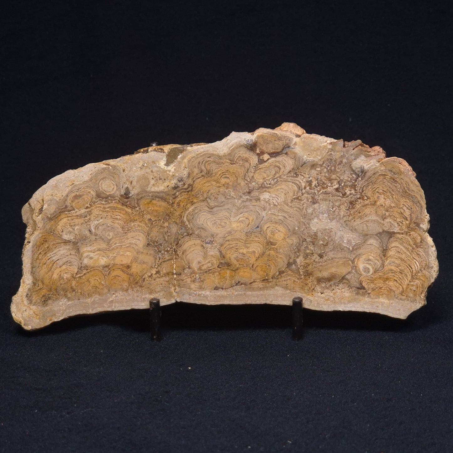 CHLORELLOPSIS sp. STROMATOLITE, Middle Eocene, Australia ZCH010