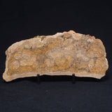 CHLORELLOPSIS sp. STROMATOLITE, Middle Eocene, USA ZCH010