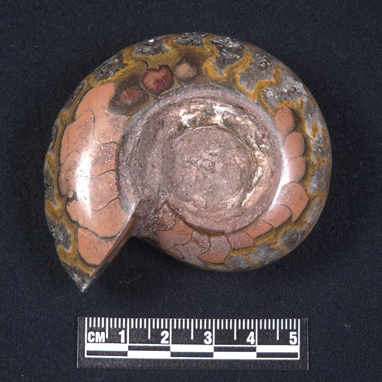 AMMONITE, East Timor XAT013