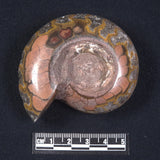 AMMONITE, East Timor XAT013