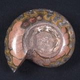 AMMONITE, East Timor XAT013