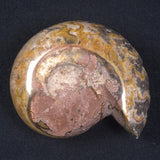 AMMONITE, East Timor XAT013