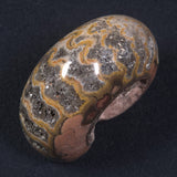 AMMONITE, East Timor XAT013
