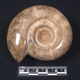 AMMONITE, East Timor XAT014