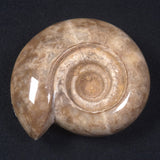 AMMONITE, East Timor XAT014