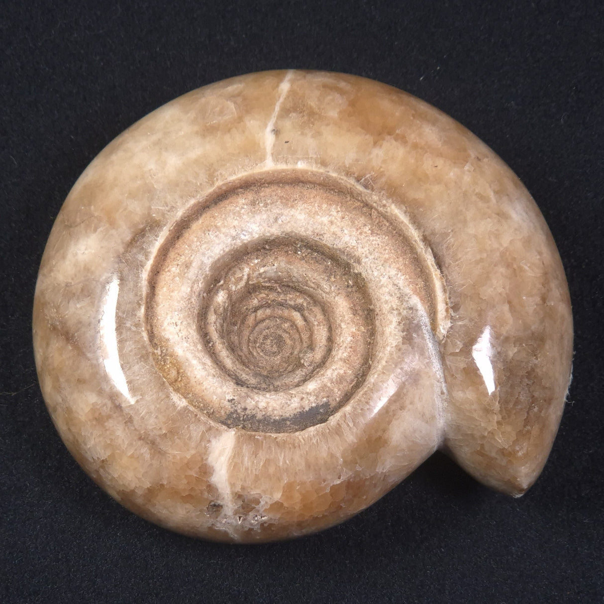 AMMONITE, East Timor XAT014