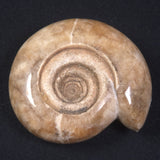AMMONITE, East Timor XAT014
