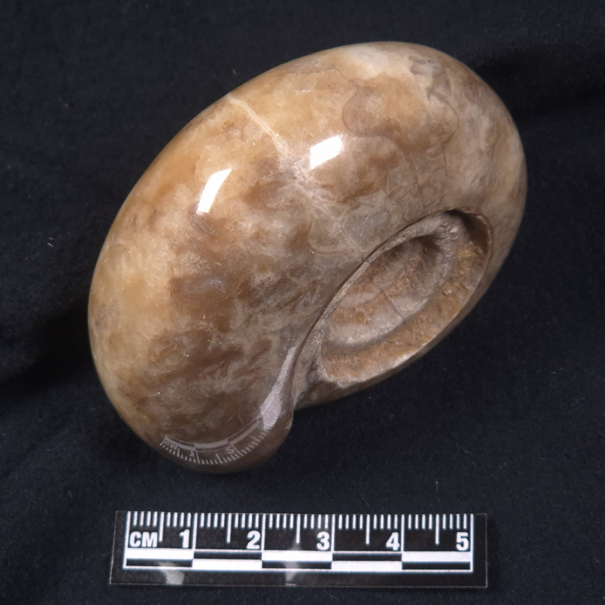 AMMONITE, East Timor XAT014