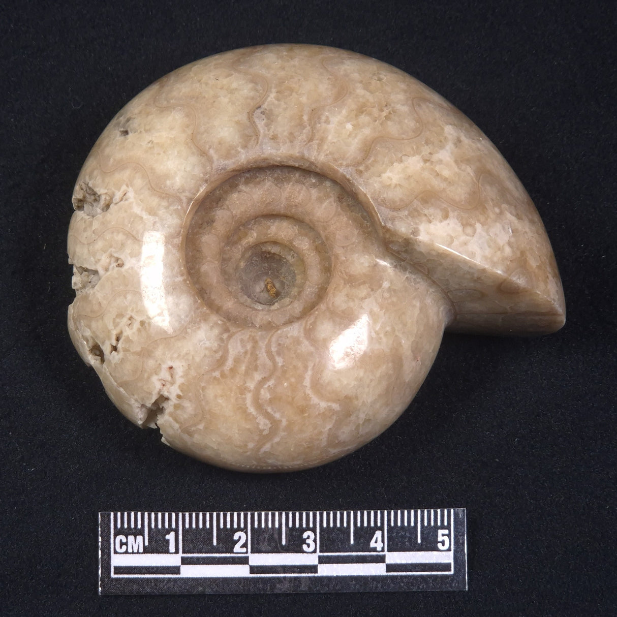 AMMONITE, East Timor XAT015