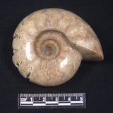 AMMONITE, East Timor XAT015