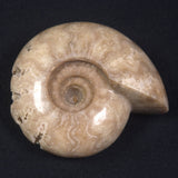 AMMONITE, East Timor XAT015