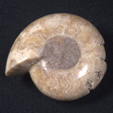 AMMONITE, East Timor XAT015