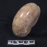 AMMONITE, East Timor XAT015