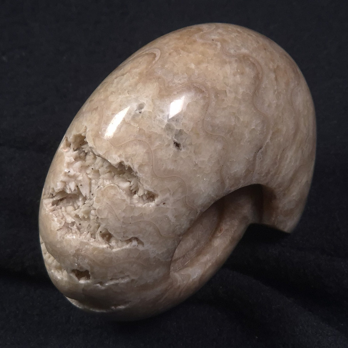 AMMONITE, East Timor XAT015