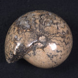 AMMONITE, East Timor XAT016