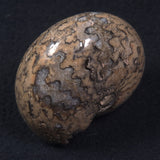 AMMONITE, East Timor XAT016