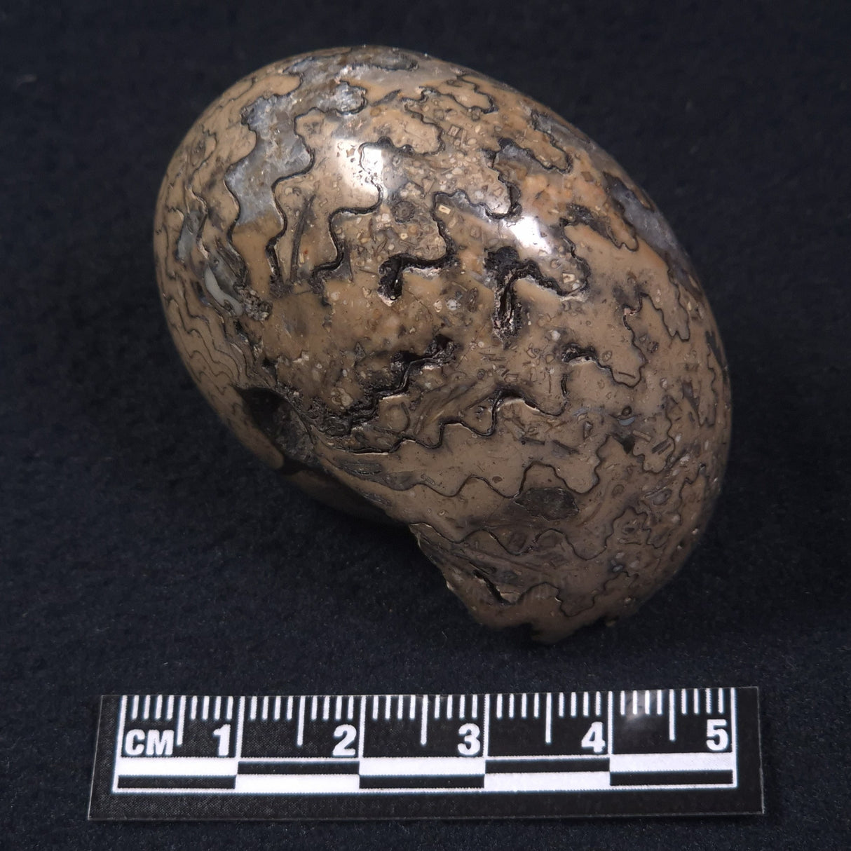 AMMONITE, East Timor XAT016