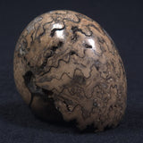 AMMONITE, East Timor XAT016