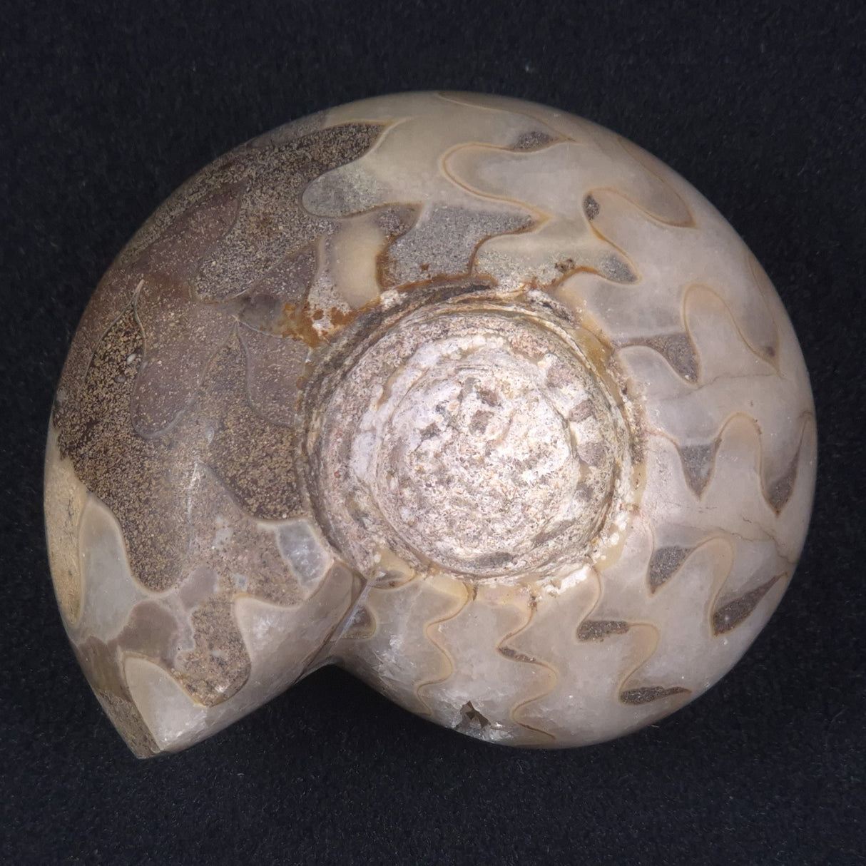 AMMONITE, East Timor XAT017
