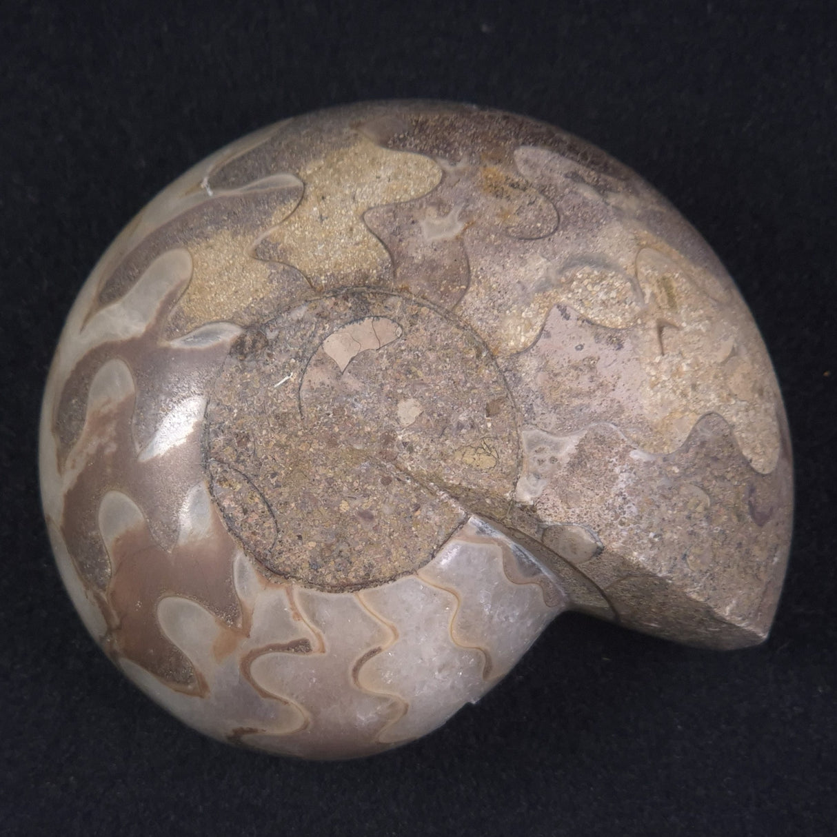 AMMONITE, East Timor XAT017
