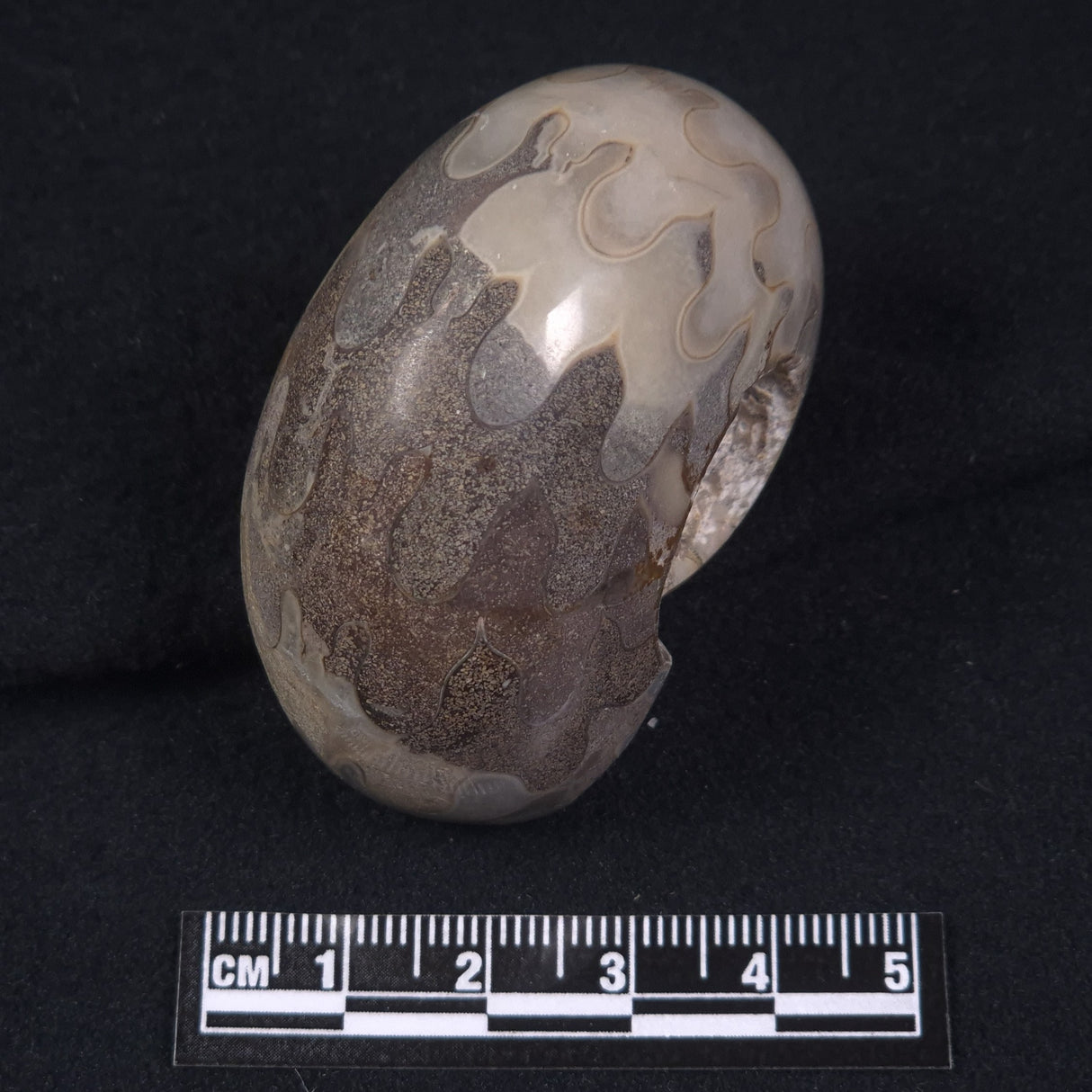 AMMONITE, East Timor XAT017