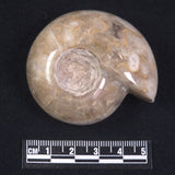 AMMONITE, East Timor XAT018
