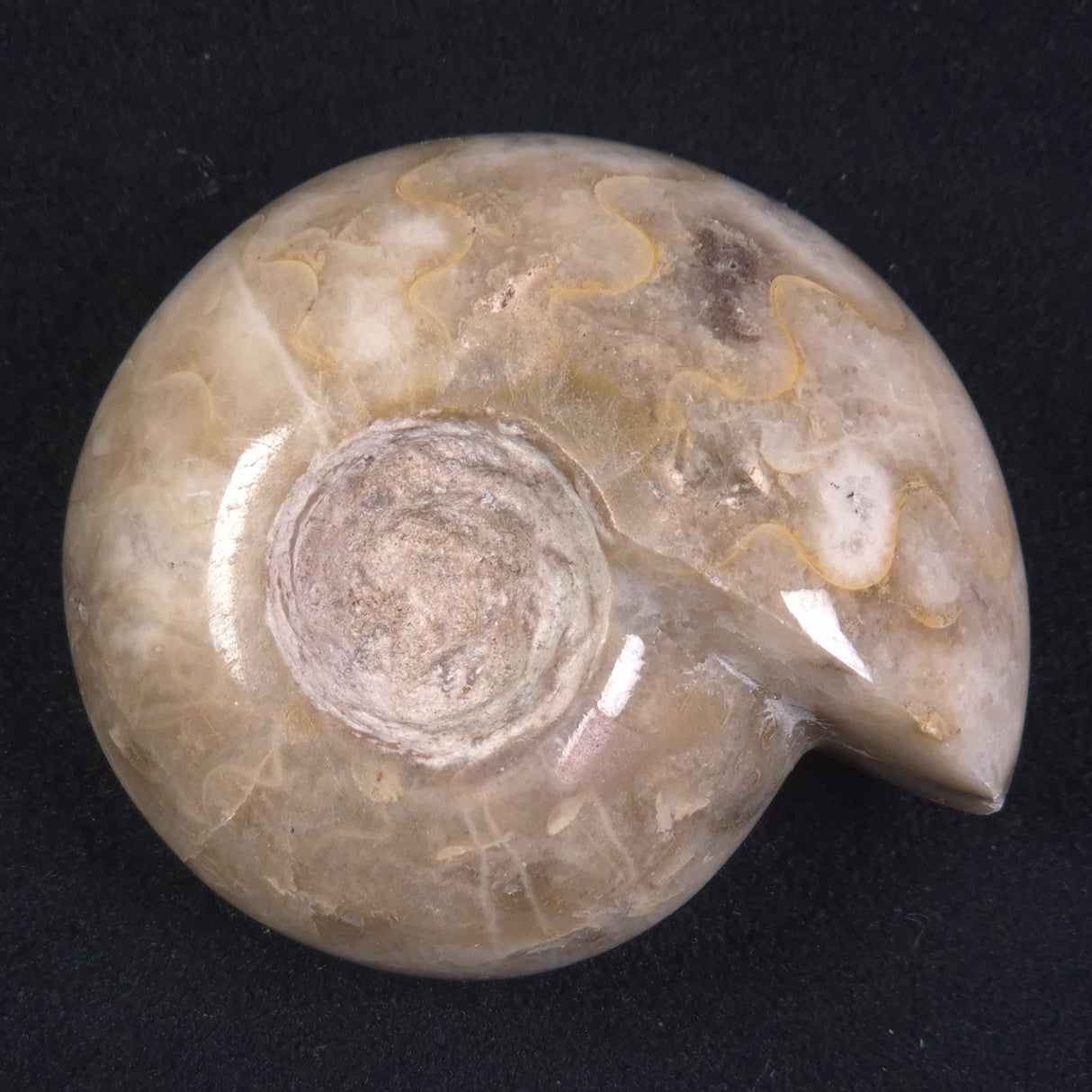 AMMONITE, East Timor XAT018
