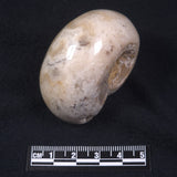 AMMONITE, East Timor XAT018