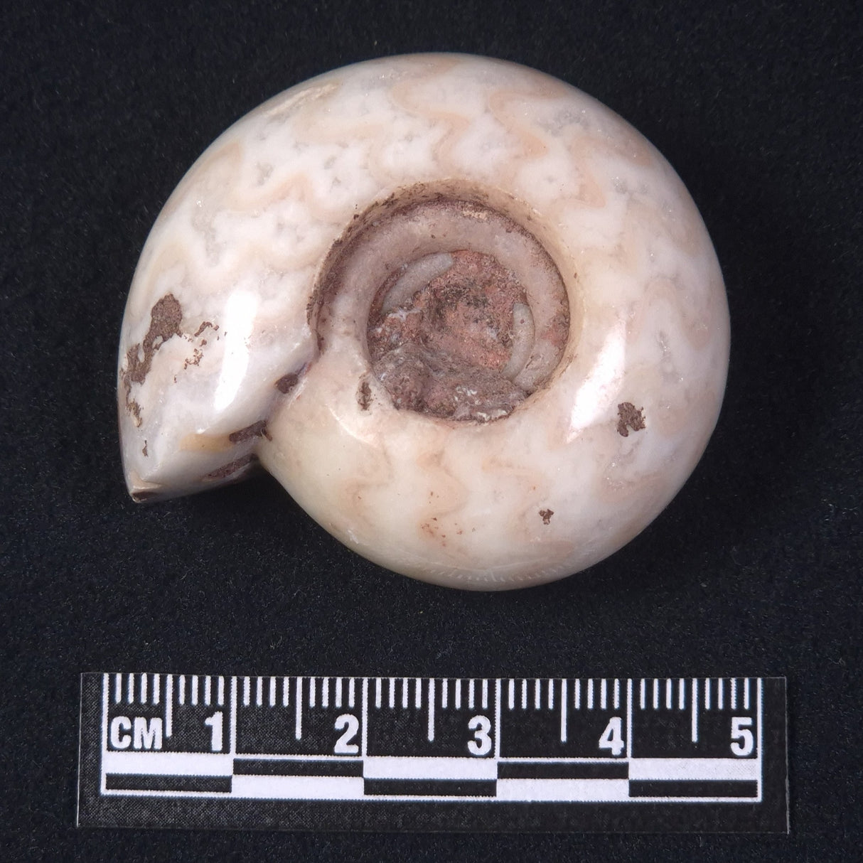 AMMONITE, East Timor XAT019