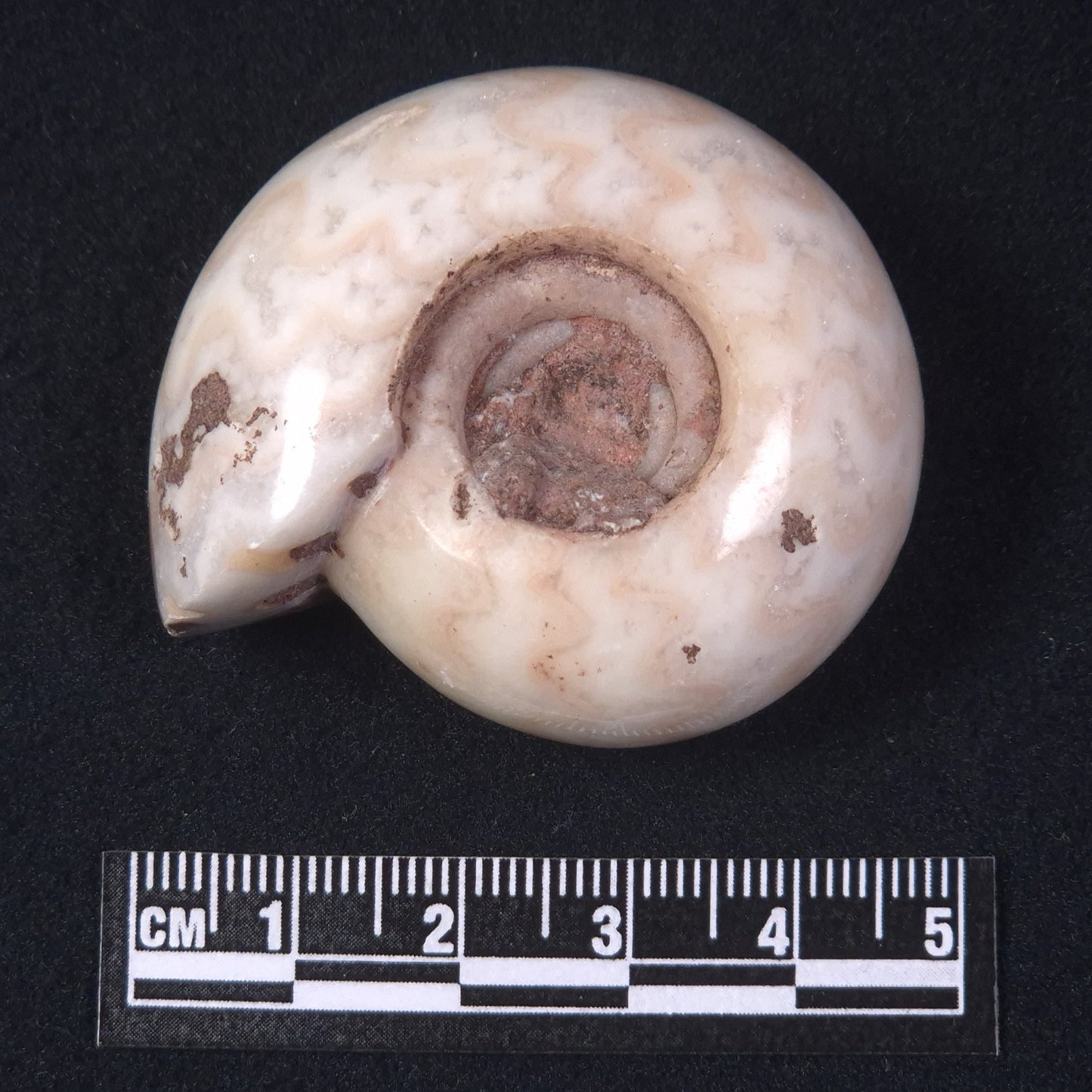 AMMONITE, East Timor XAT019