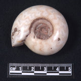 AMMONITE, East Timor XAT019