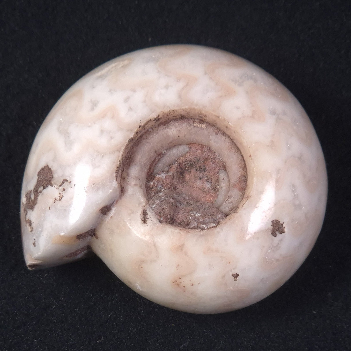 AMMONITE, East Timor XAT019