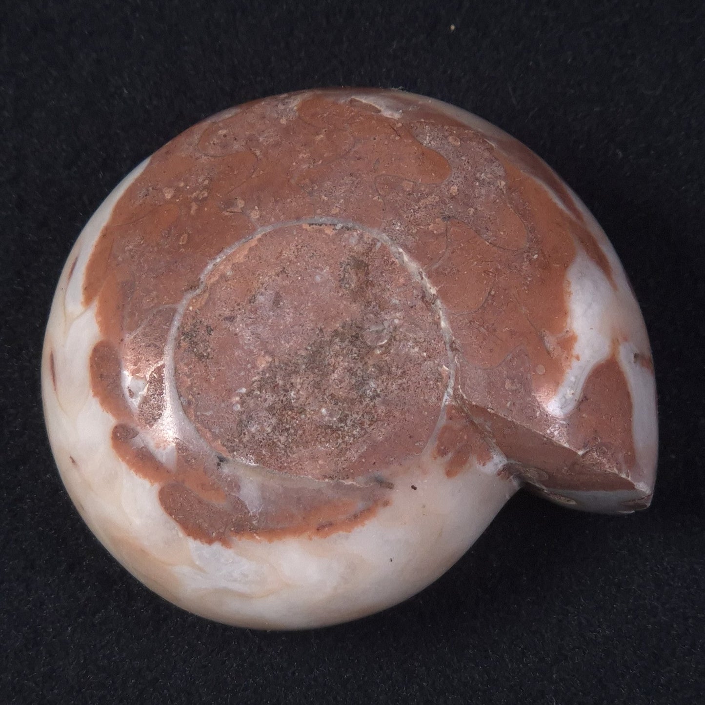 AMMONITE, East Timor XAT019