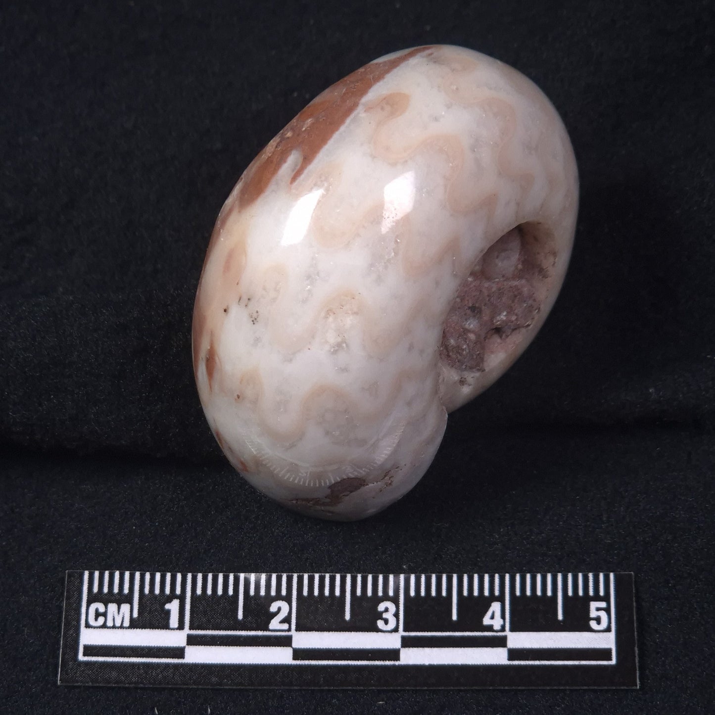 AMMONITE, East Timor XAT019