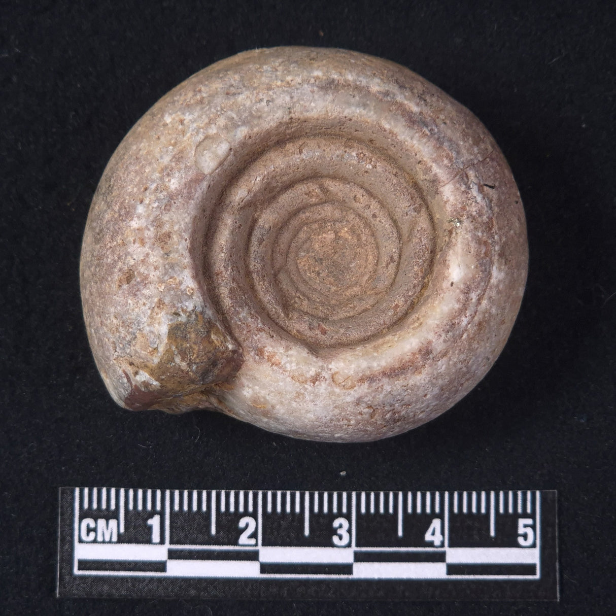 AMMONITE, East Timor XAT020