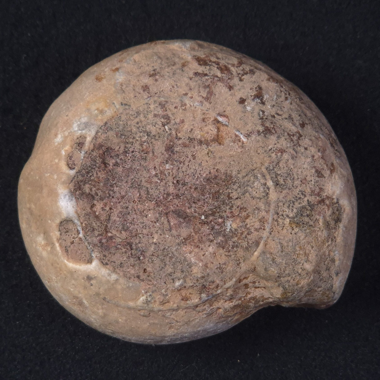 AMMONITE, East Timor XAT020