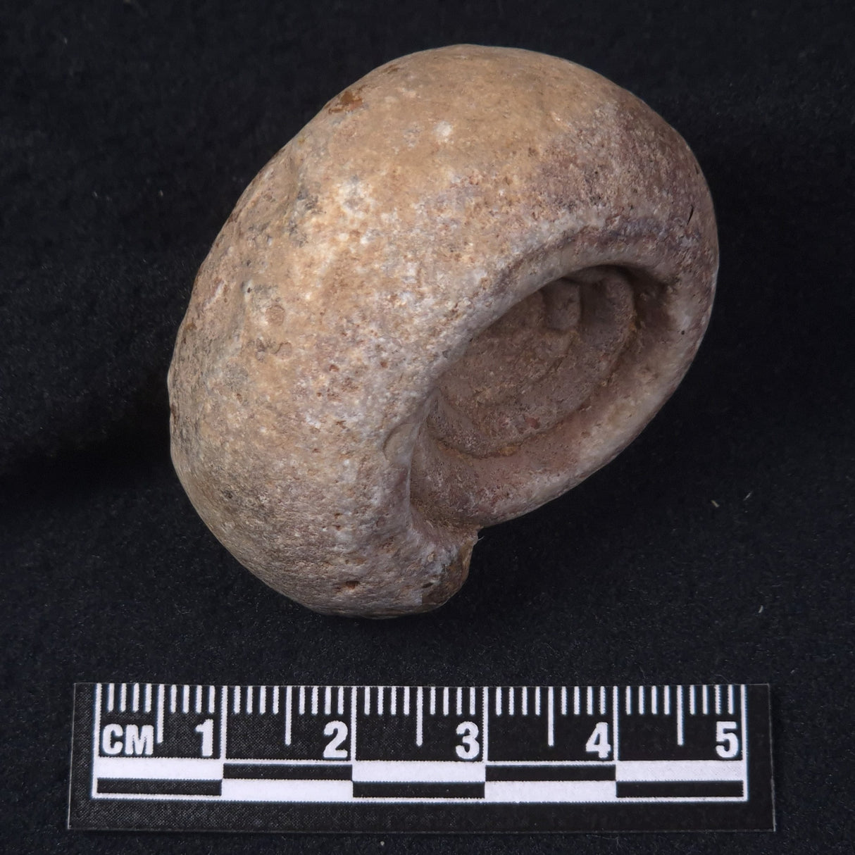 AMMONITE, East Timor XAT020