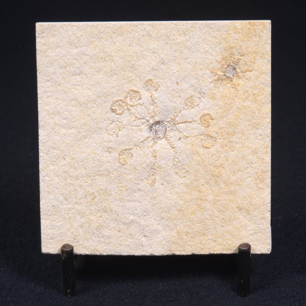 FLOATING CRINOID FOSSIL SACCOCOMA PECTINATA, Jurassic, Germany XFC001