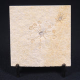 FLOATING CRINOID FOSSIL SACCOCOMA PECTINATA, Jurassic, Germany XFC001