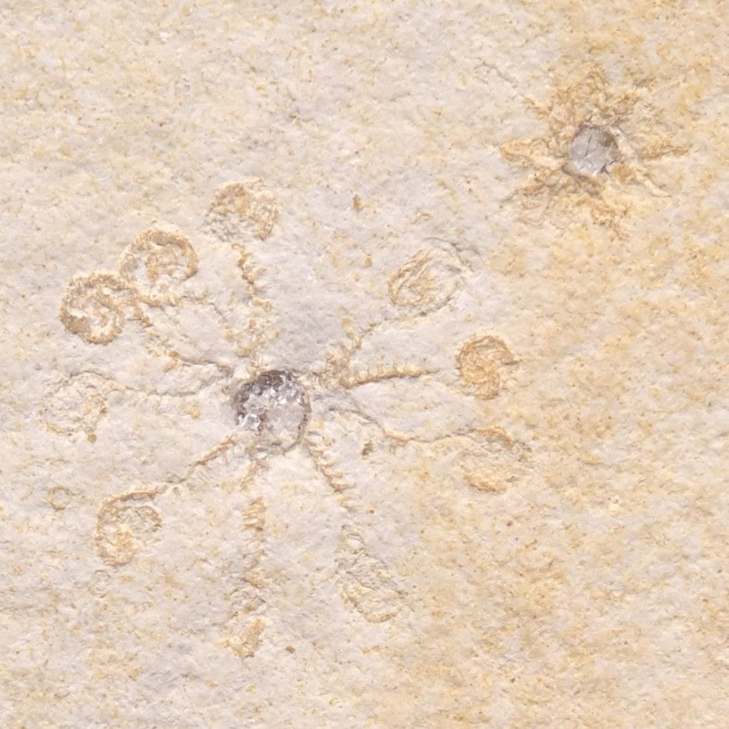 FLOATING CRINOID FOSSIL SACCOCOMA PECTINATA, Jurassic, Germany XFC001