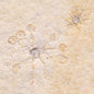 FLOATING CRINOID FOSSIL SACCOCOMA PECTINATA, Jurassic, Germany XFC001